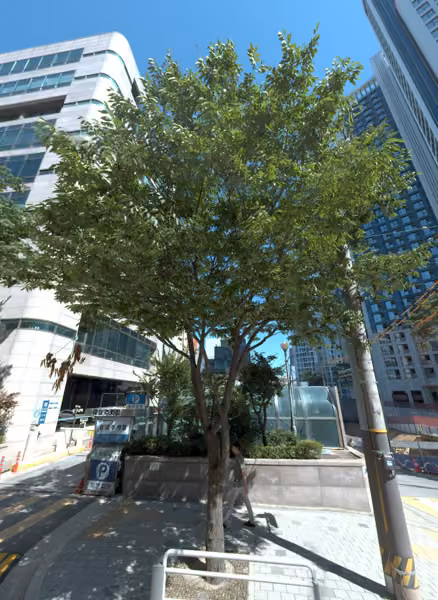 tree photo