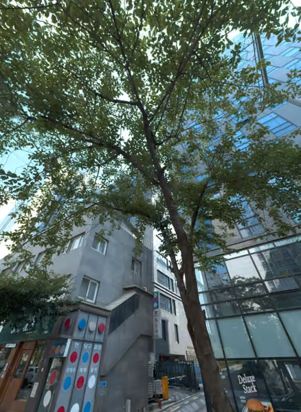 tree photo