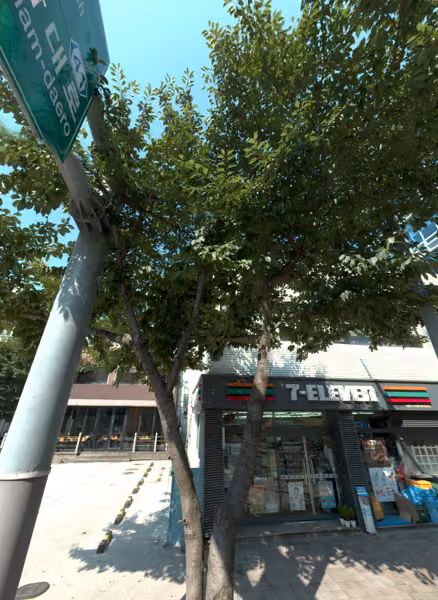 tree photo