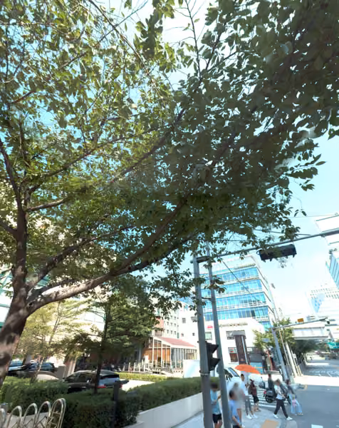 tree photo