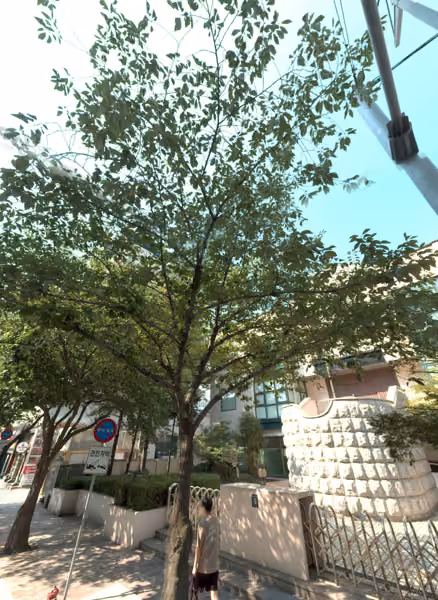 tree photo
