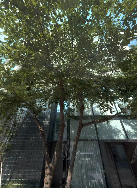 tree photo