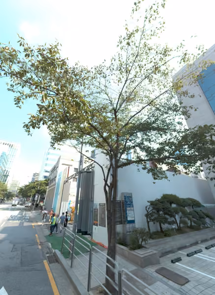 tree photo