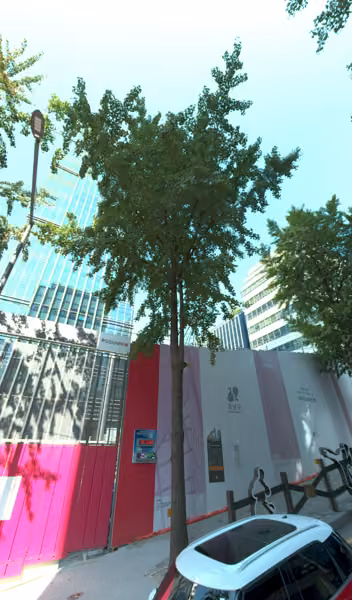 tree photo