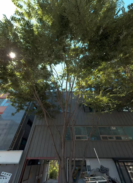 tree photo
