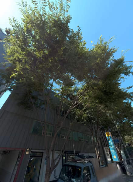 tree photo