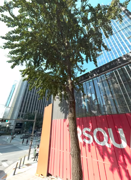 tree photo