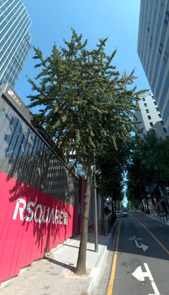 tree photo