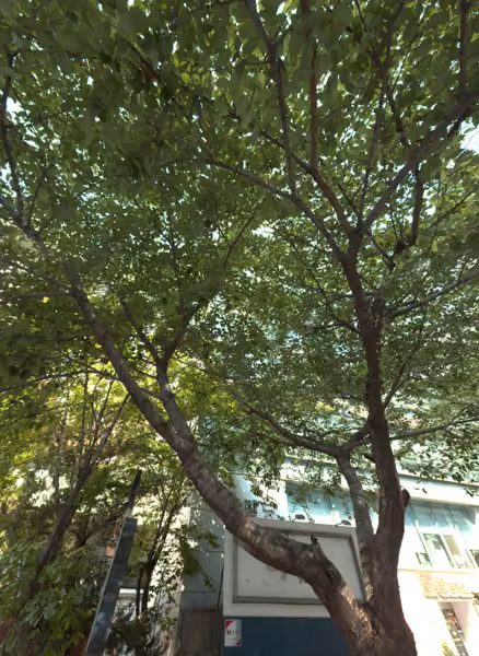 tree photo