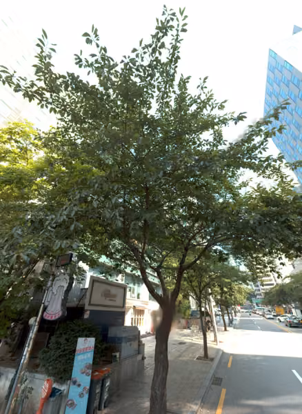 tree photo