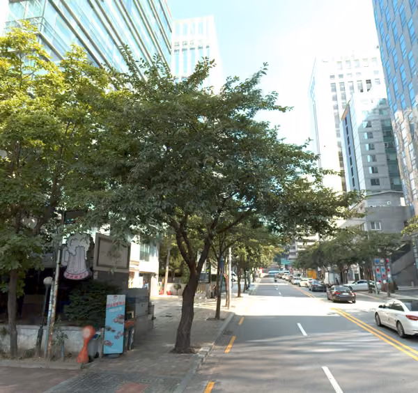 tree photo