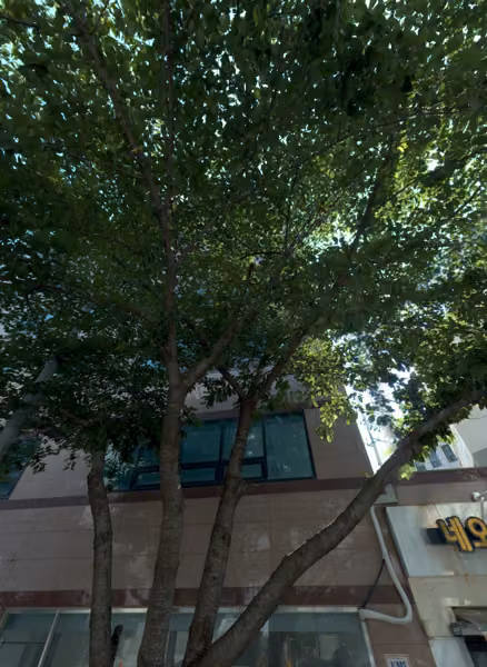tree photo