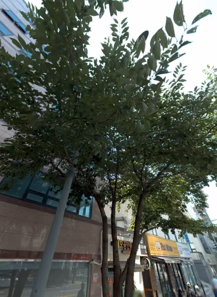 tree photo