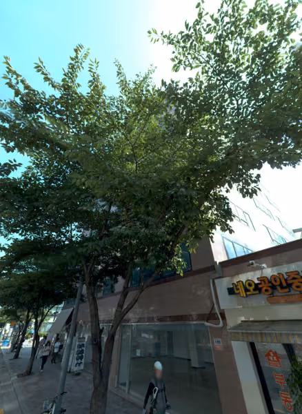 tree photo