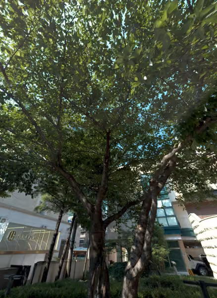 tree photo