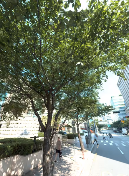 tree photo