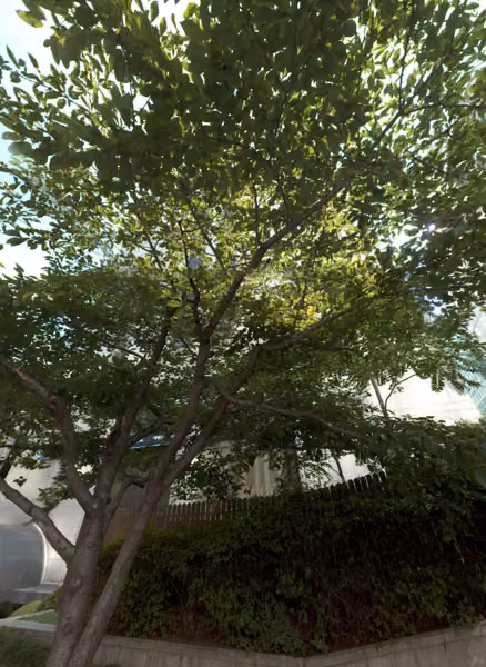 tree photo