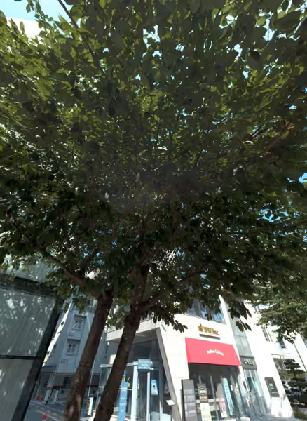 tree photo