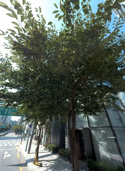 tree photo