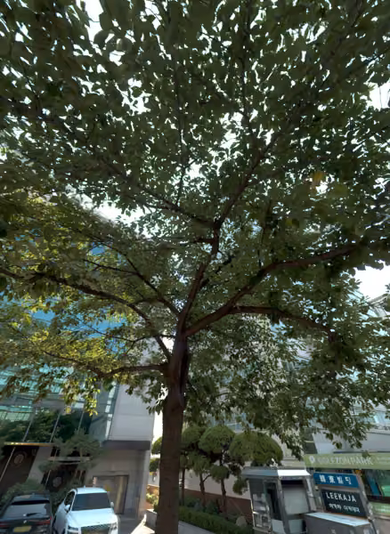 tree photo