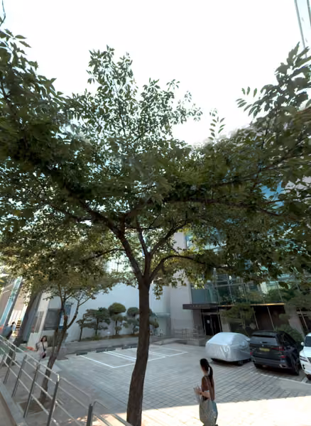 tree photo