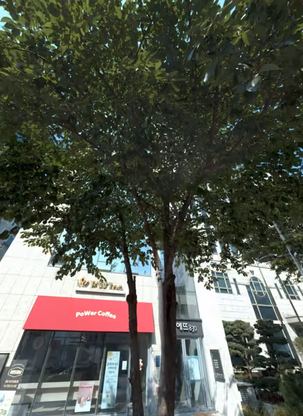 tree photo