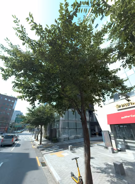 tree photo