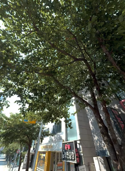 tree photo