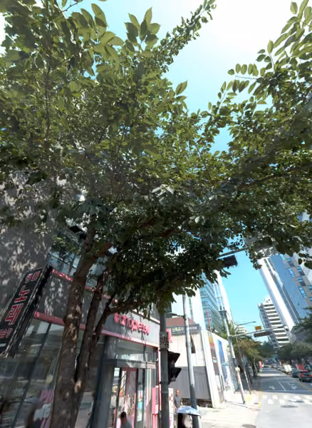 tree photo