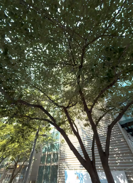 tree photo