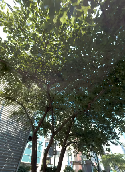 tree photo