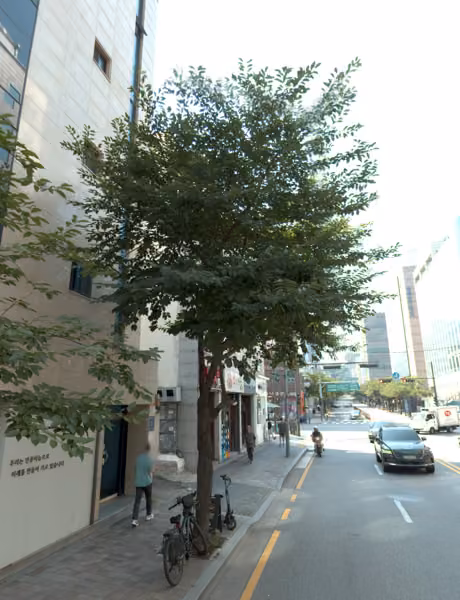 tree photo