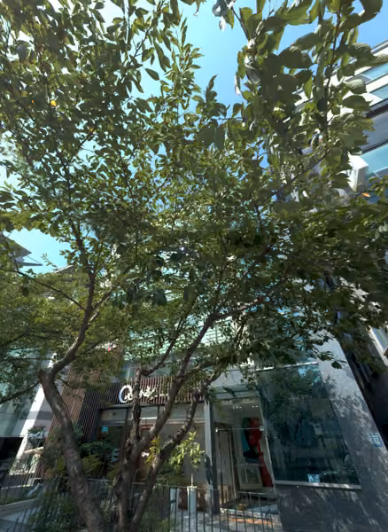 tree photo