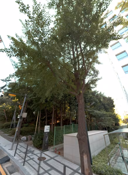 tree photo