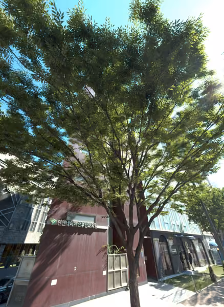 tree photo