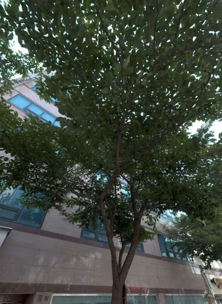 tree photo