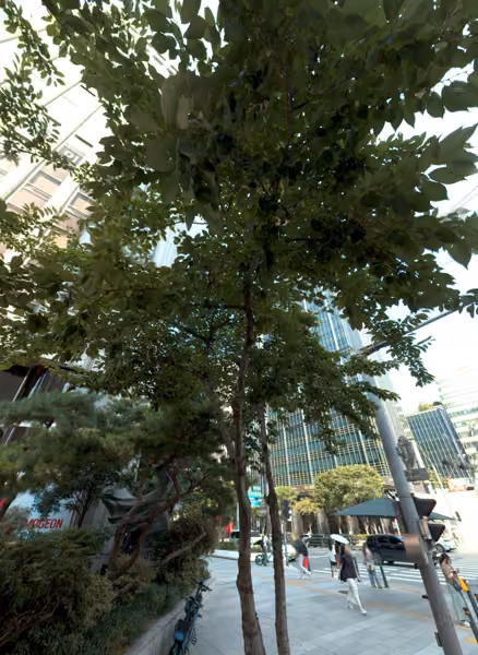 tree photo