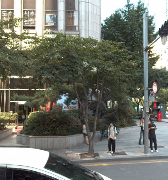 tree photo