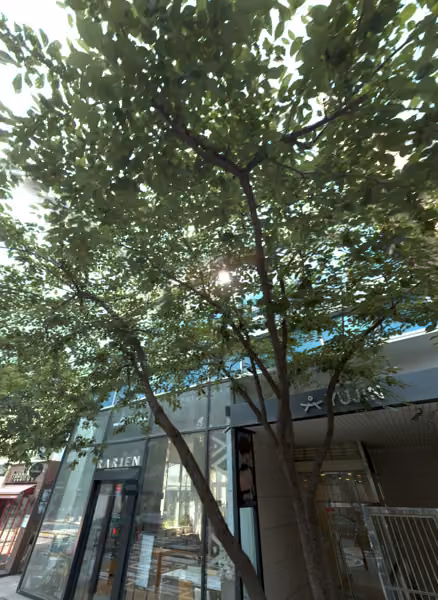 tree photo