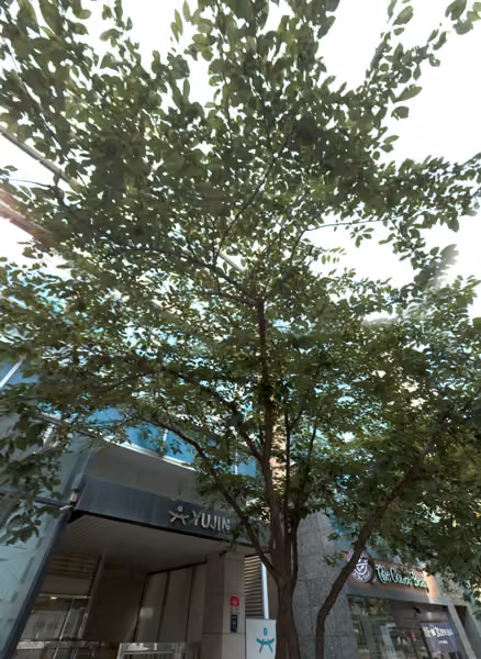 tree photo