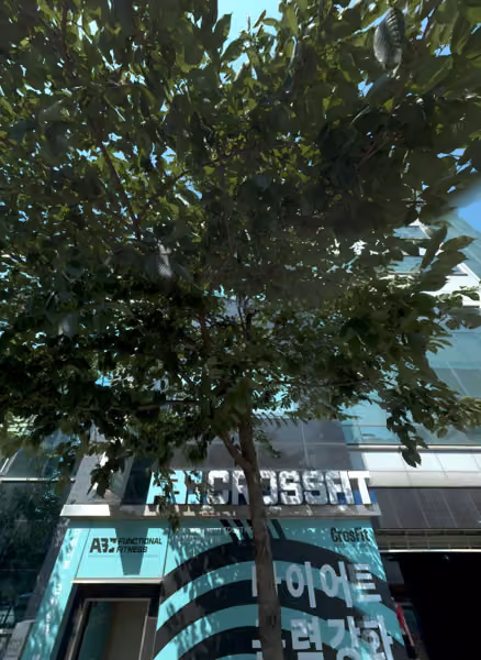 tree photo