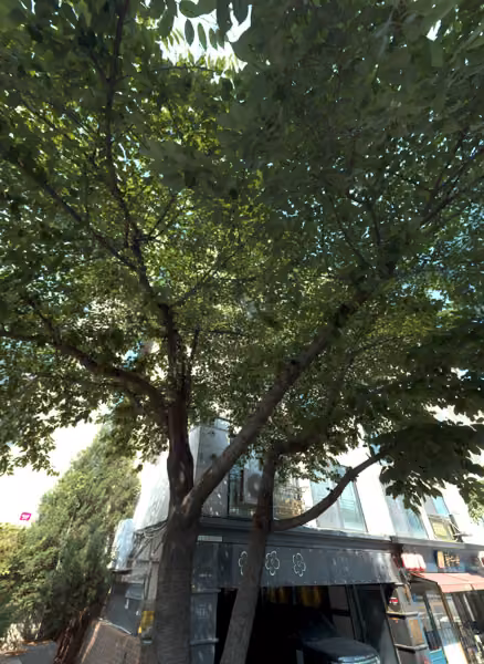 tree photo