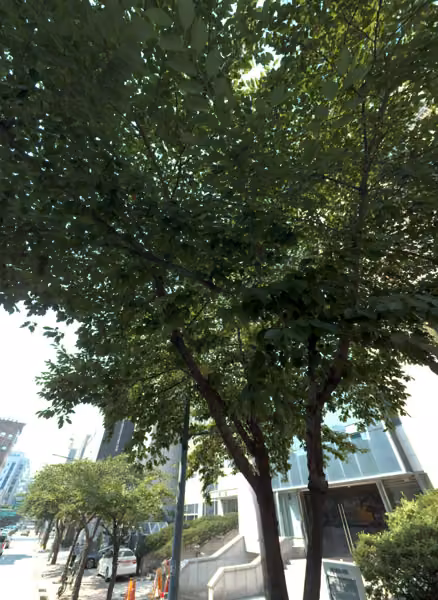 tree photo