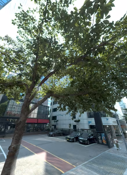 tree photo