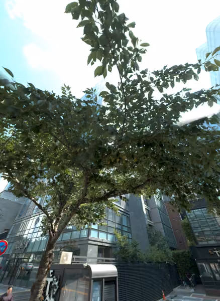 tree photo
