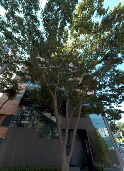 tree photo