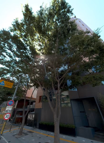 tree photo