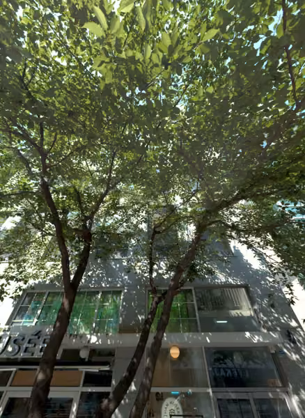 tree photo