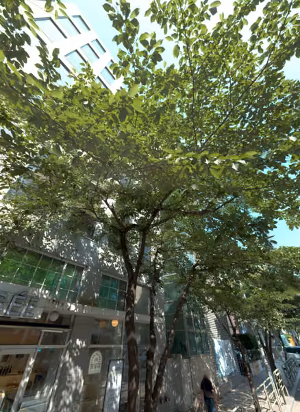 tree photo