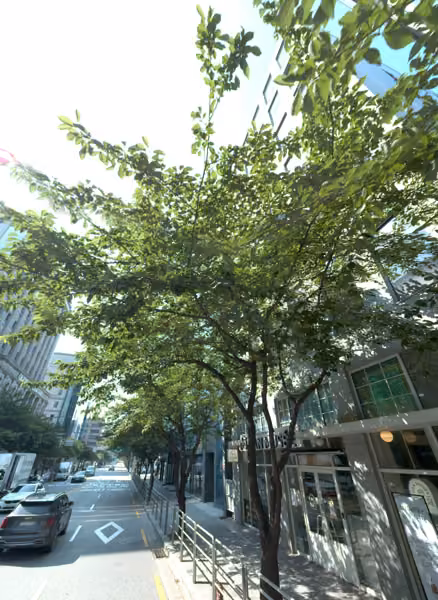 tree photo